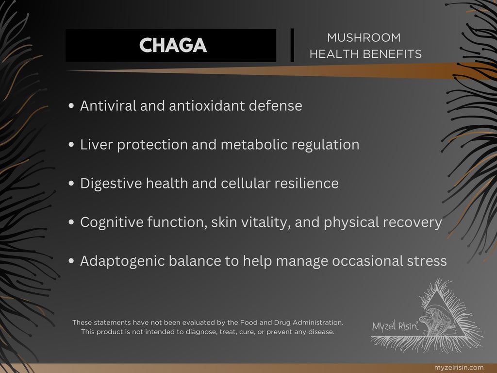 Chaga Ultrasonic Dual-Extract Mushroom Tincture