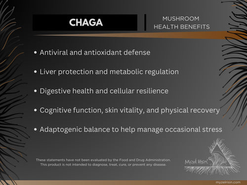 Chaga Ultrasonic Dual-Extract Mushroom Tincture
