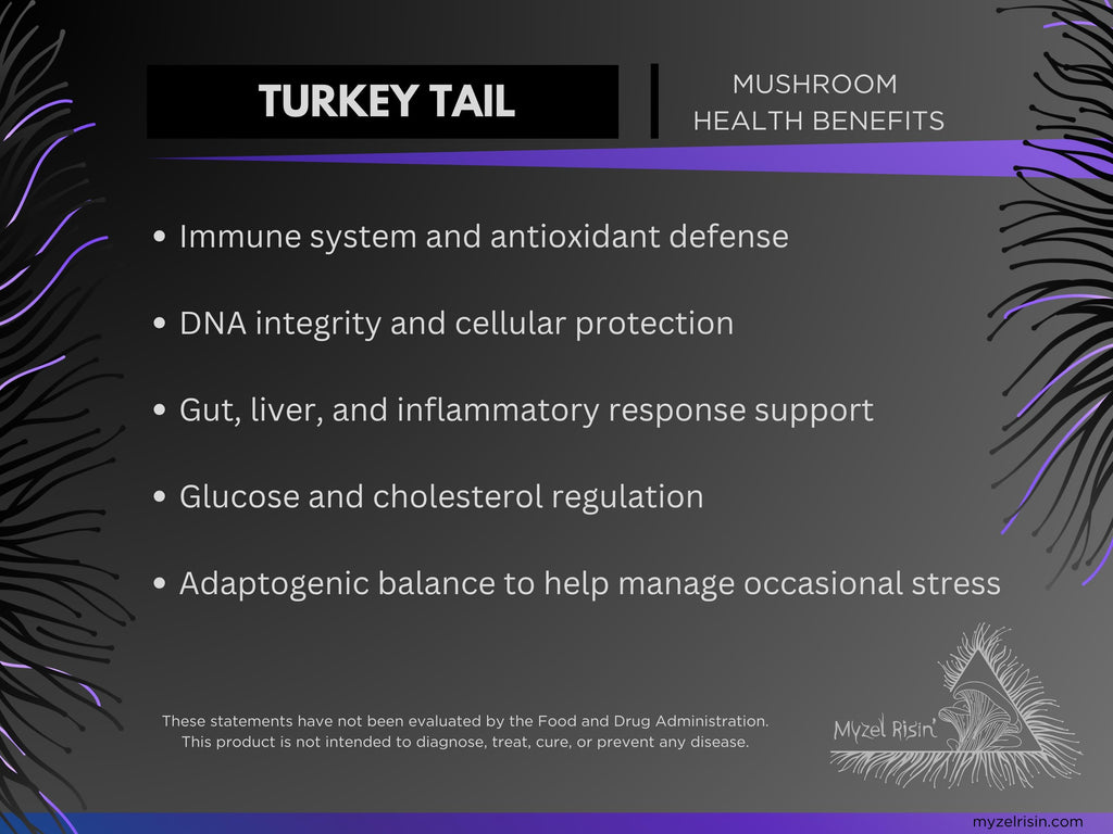 Turkey Tail Ultrasonic Dual-Extract Mushroom Tincture