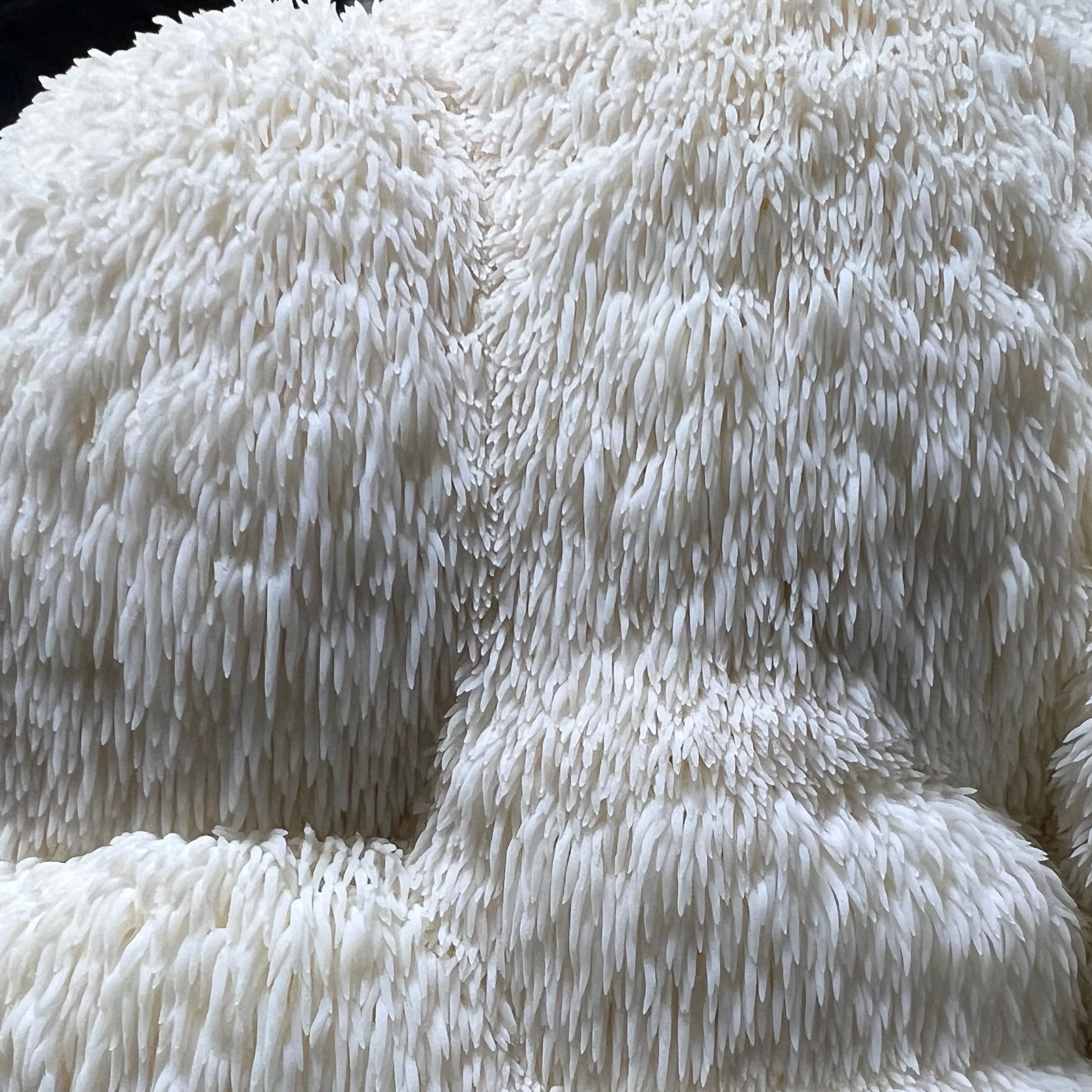 Close-up image of Myzel Risin's Functional and Gourmet, midwest grown Lion's Mane mushroom. 