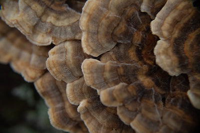 Turkey Tail