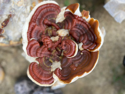 Reishi
